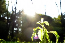 午日阳光下的小草