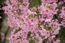 粉红樱花盛开的树枝