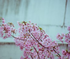 清新日系樱花摄影