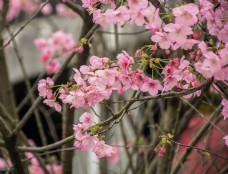 粉嫩樱花盛开的树枝