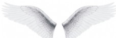 免抠 素材 羽毛 翅膀 透明