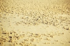 特色沙漠球形黄色沙子特写