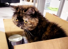 躲在盒子里的加菲猫