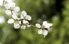 特色植物系列之白色桃花高清细节