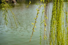 春天湖边发芽的柳树