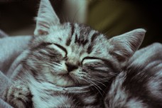 睡着的可爱英短猫咪