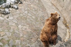 动物园找食的棕熊