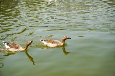 泳池池塘里面两只嘻戏游泳的鸭子