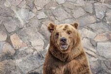 上海动物园美洲棕熊