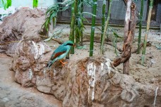 动物园绿色鹦鹉摄影