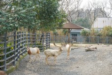 上海动物园麋鹿摄影