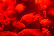 水族箱里红色热带鱼