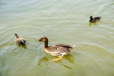春暖花开池塘里面的鸭子