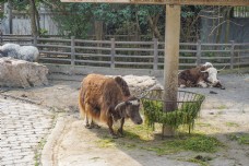 上海动物园正在吃草的牦牛
