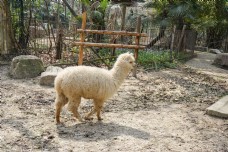 动物园里站着的羊驼