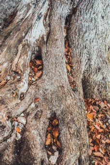 大树粗糙树皮树洞里的落叶