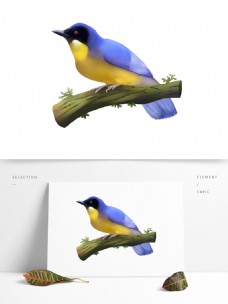 可商用高清手绘珍稀动物棕腹蓝仙鹟雄鸟