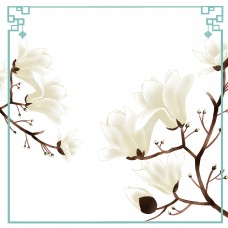 春季木兰树花卉望春花旱荷花早春花卉边框