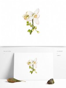 手绘白色小花设计元素