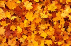 秋天背景秋天黄色落叶背景