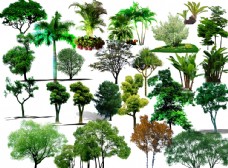 绿化景观绿化树效果