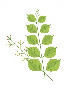 绿色植物树叶插图