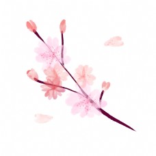 绽放的美丽樱花插画