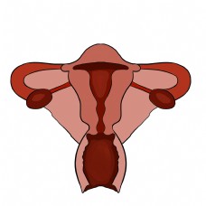 女性器官装饰插画