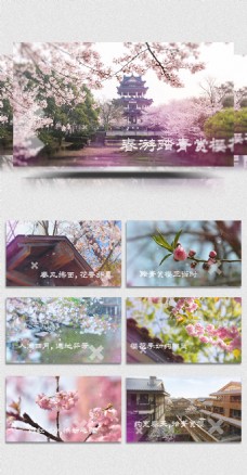春游踏青赏樱花视频AE模板