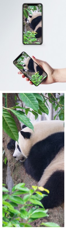 玩耍大熊猫手机壁纸