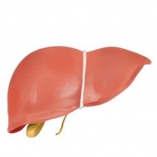 人体器官肝脏插画
