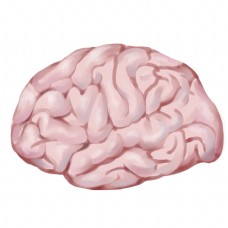 人体器官大脑插画