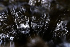 特色树林里的倒影摄影图