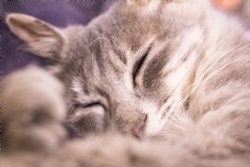 睡觉中的猫咪摄影