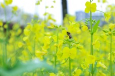 特色蜜蜂采蜜油菜花摄影图