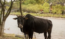 河边悠闲生活的牛