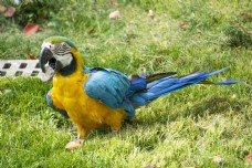 草地上漂亮的蓝黄相间鹦鹉