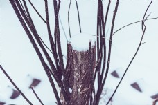 背景墙风雪中的园艺树根