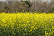 春天一片黄色油菜花风景摄影