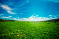 蓝色背景坝上草原的连天绿草地