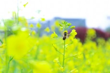 特色蜜蜂油菜花摄影图
