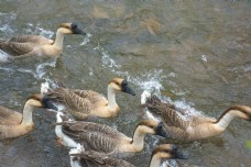 河流里游泳的一群鸭子