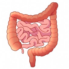 红色人体器官肠子