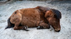 动物园小马躺在地上