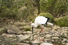 珍稀动物珍稀保护动物丹顶鹤摄影