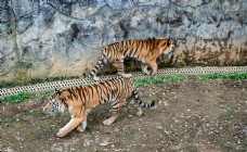 两只老虎走路摄影