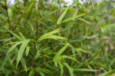春天的绿色植物 竹子