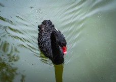 动物黑天鹅游水摄影