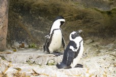 可爱的两只南极企鹅摄影