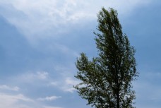 蓝天白云一棵树简洁画面